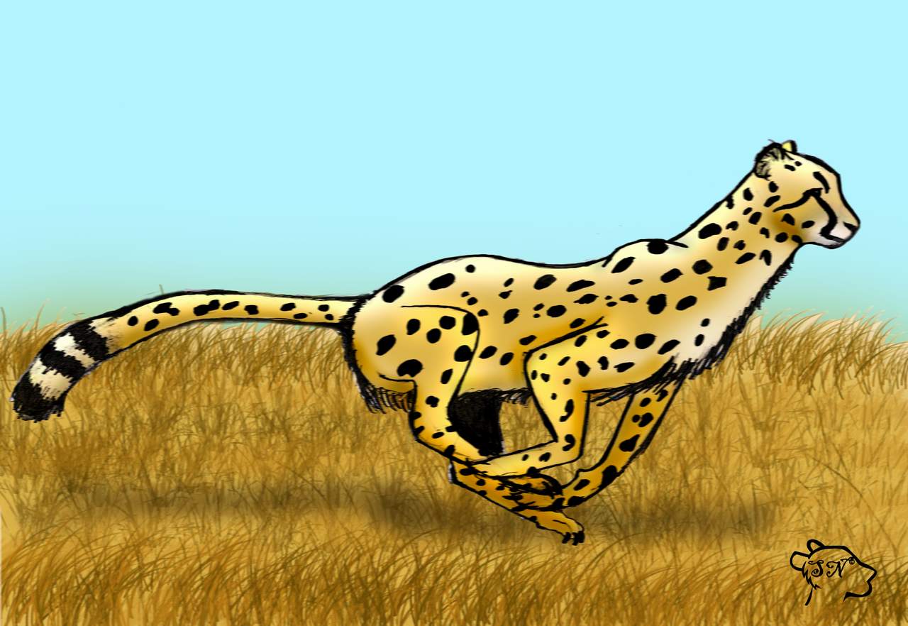 Running cheetah