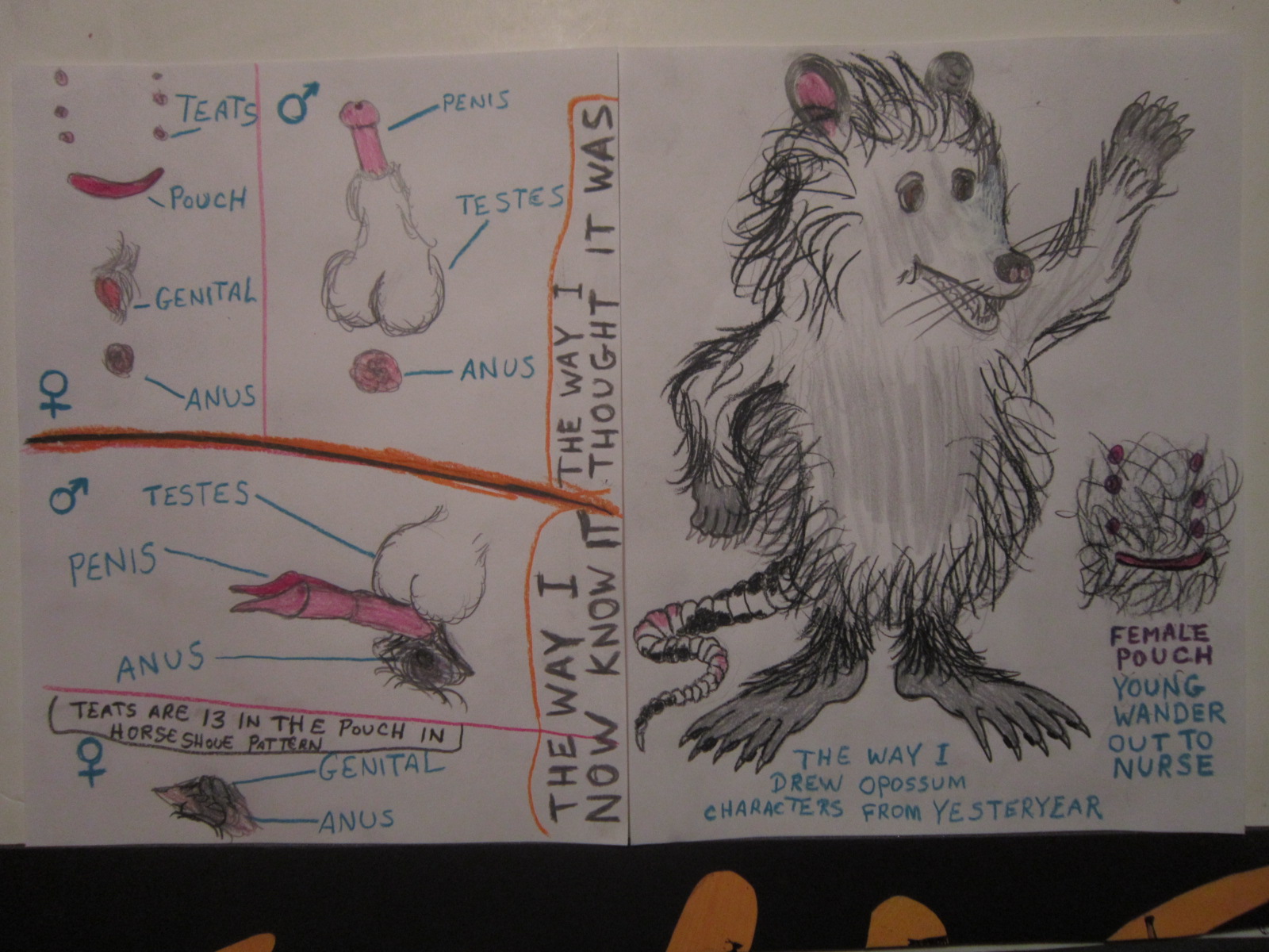 The way I Use to Draw Opossum Characters 30 Years Ago