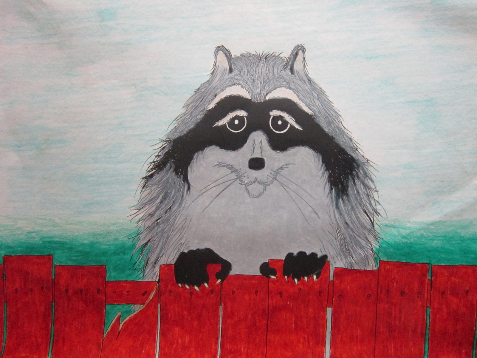 Raccoon on a Fence