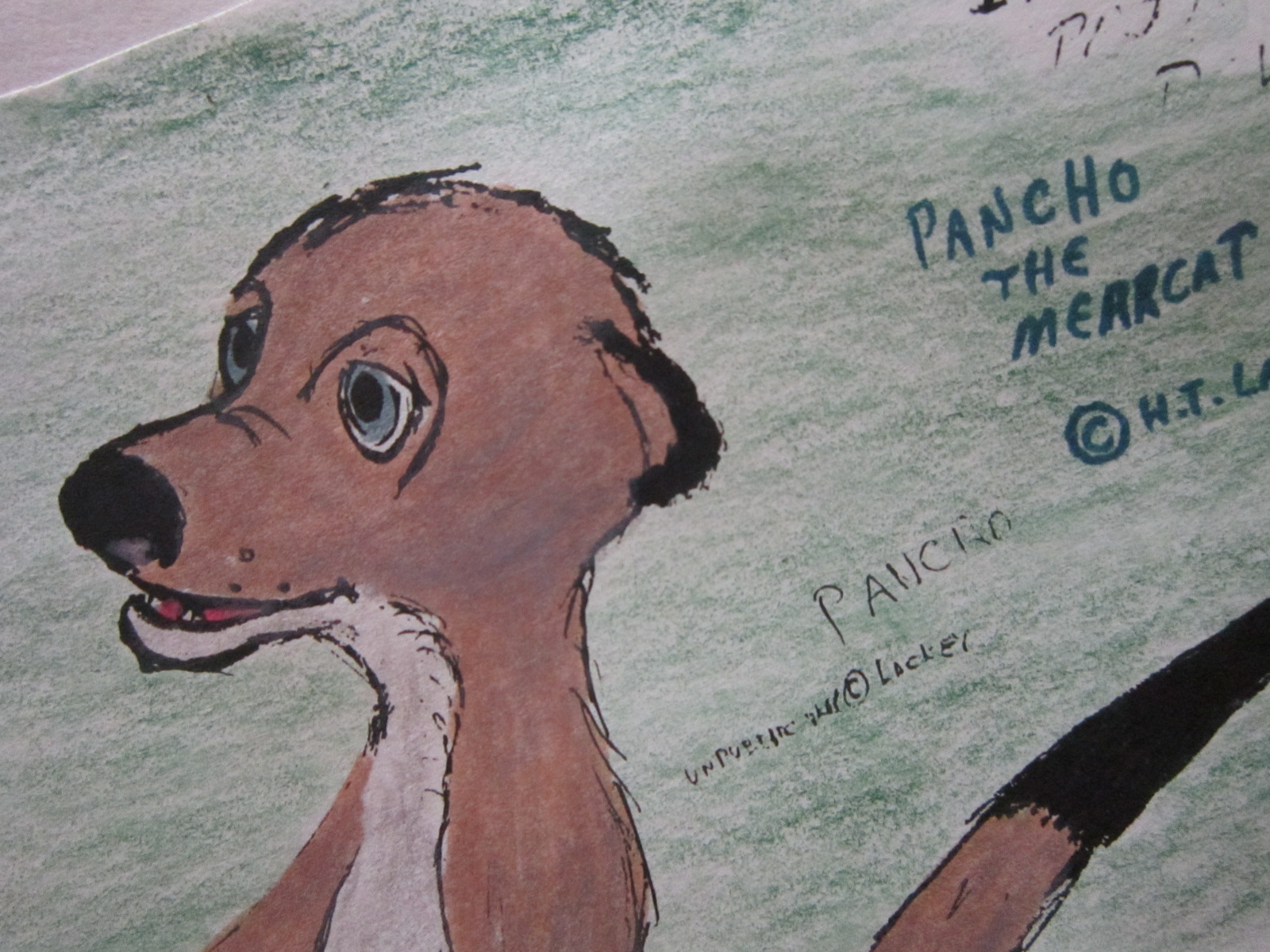 Pancho the Meerkat