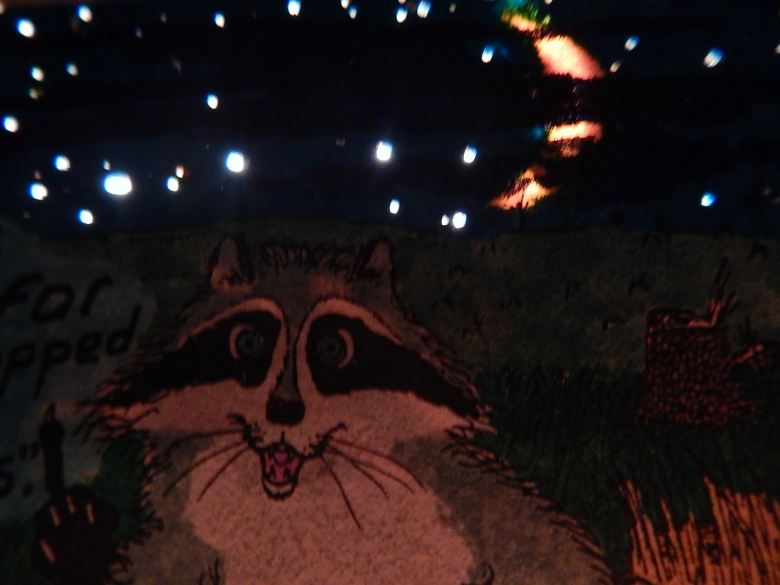 Raccoon at Night