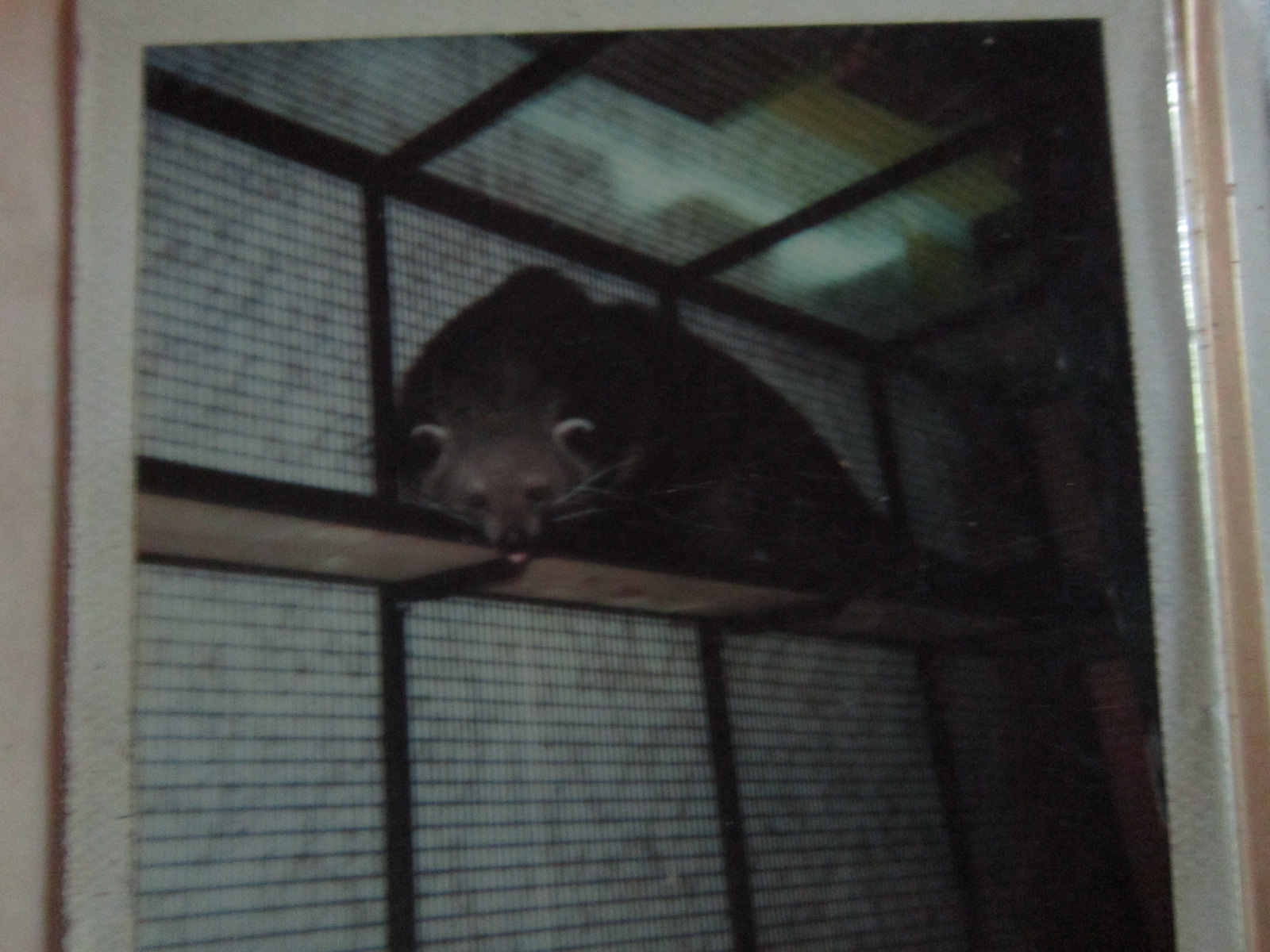 Binturong walking on shelf