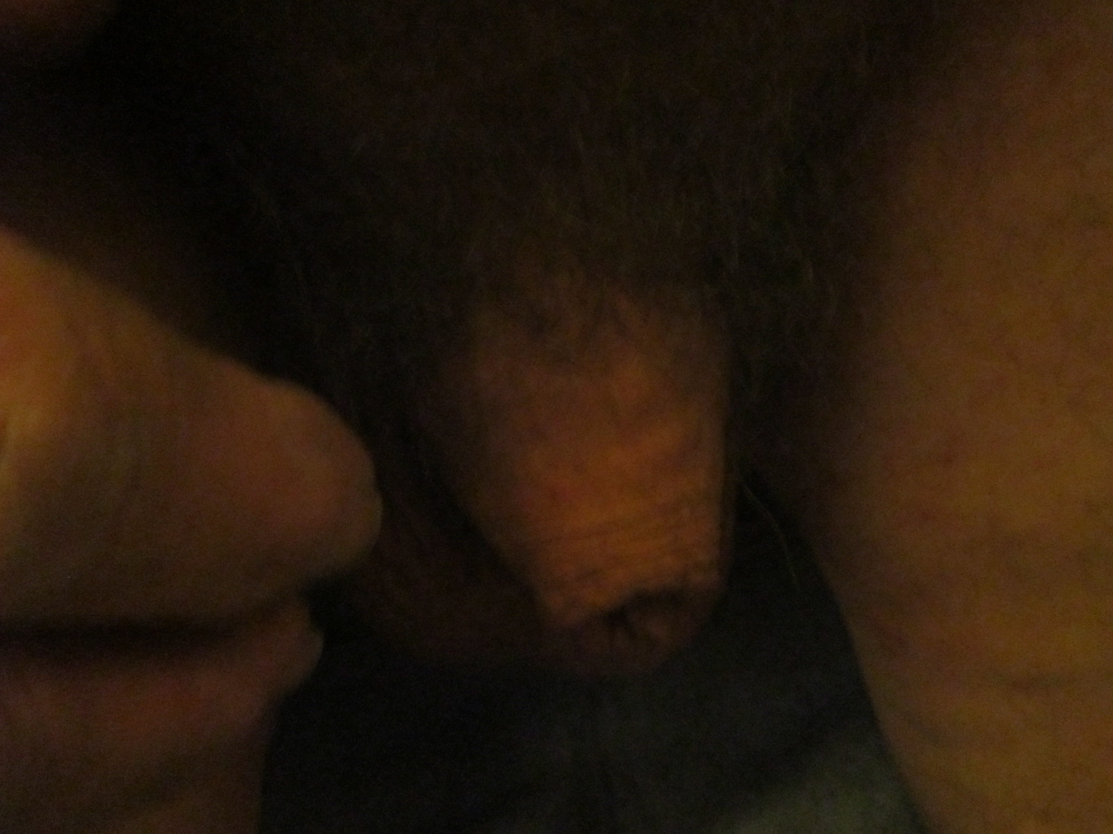 My Penis as it Looks Sheathed