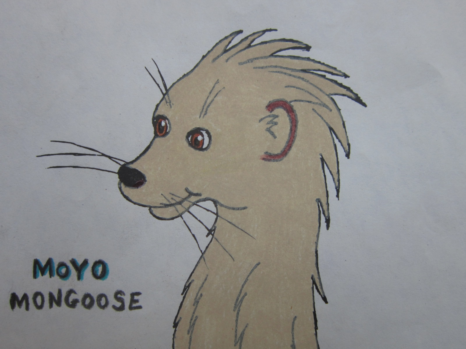 Moyo Mongoose