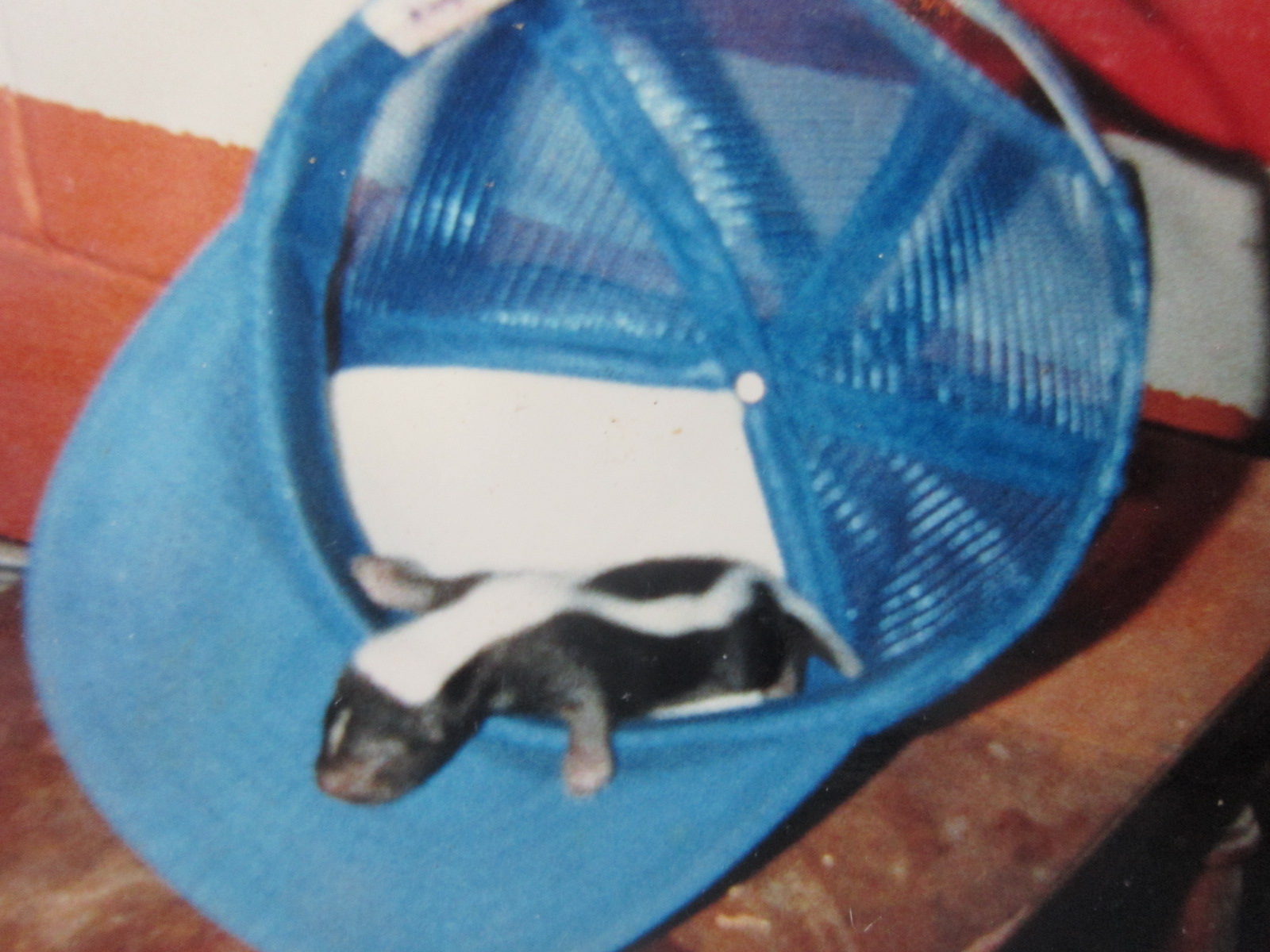 Skunk in a hat