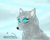 Jenny the grey wolf