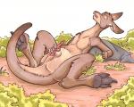 male kangaroos
