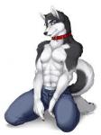 male huskeys