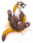 ferrets-weasels males   i need